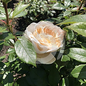 Pinc rose in garden IÃ¢â¬â¢m summer photo